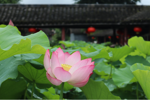 1724986281472368.png 101010.png